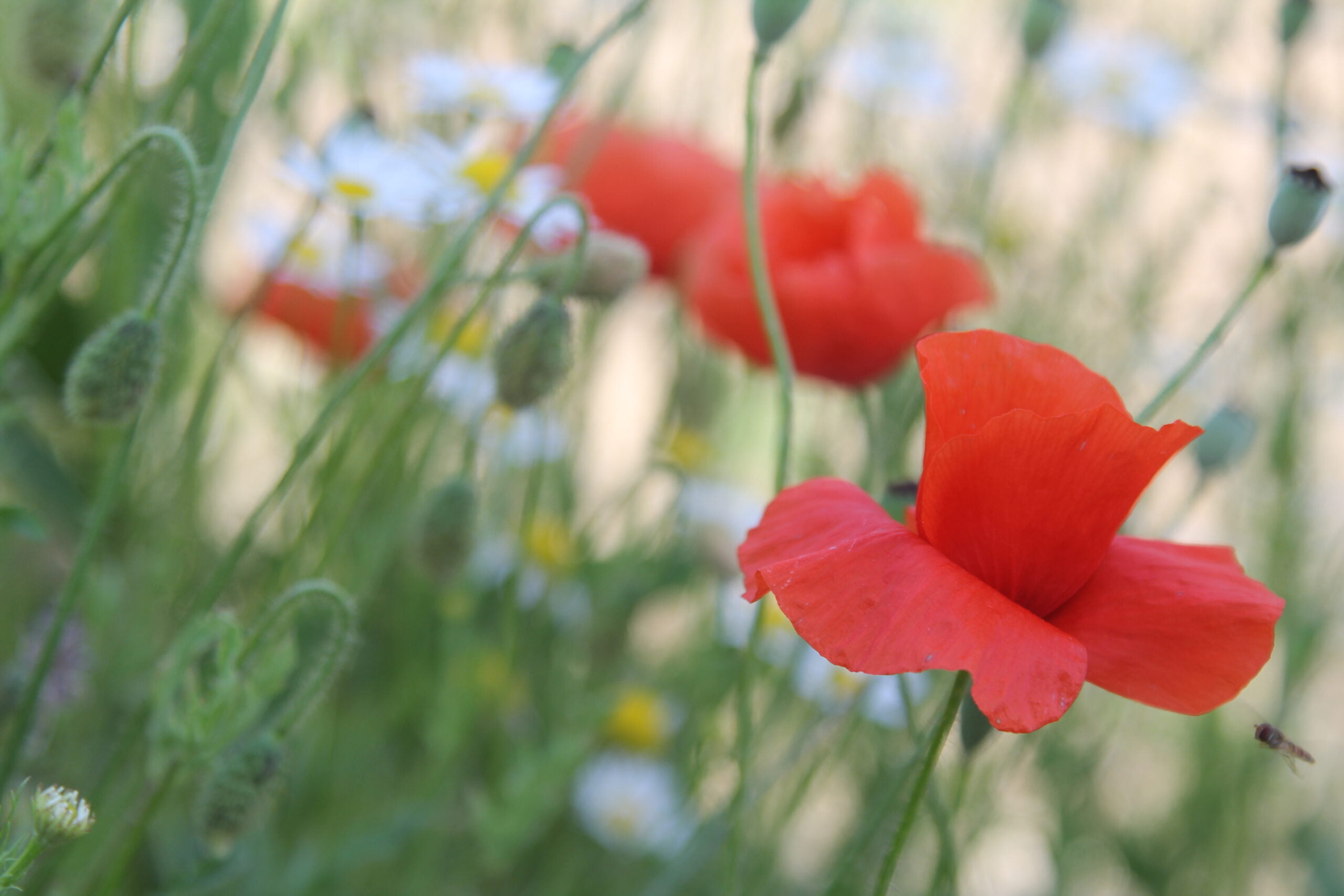 PKE Polski Klub Ekologiczny PKE Polski Klub Ekologiczny fot. Andrzej Gaj